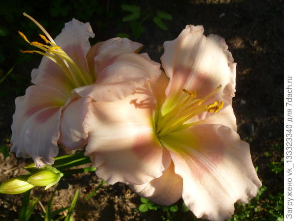 Не знаю какой. Покупала в РО Счастливый Везунчик, но не похож.