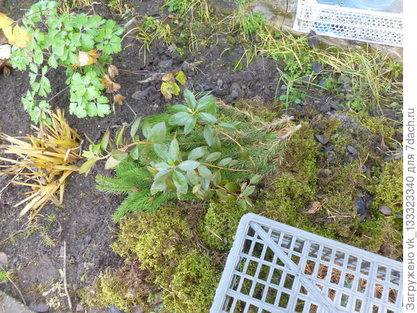 Молодой рододендрон, замульчированный мхом.