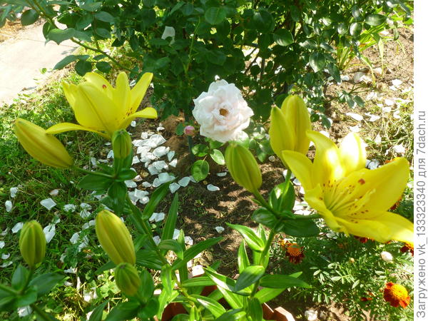 Фата Моргана в 2018 году