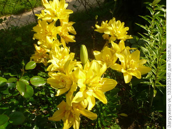 Фата Моргана в 2019 году