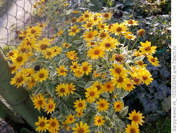 гелиопсис пестролистный в конце сентября