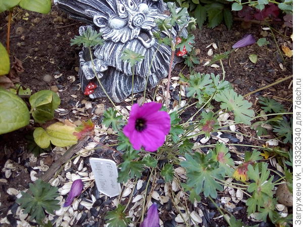 герань садовая Парпл Пиллоу