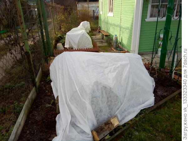 розы укрыты