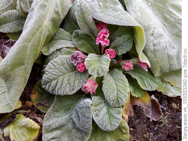 примула бесстебельная