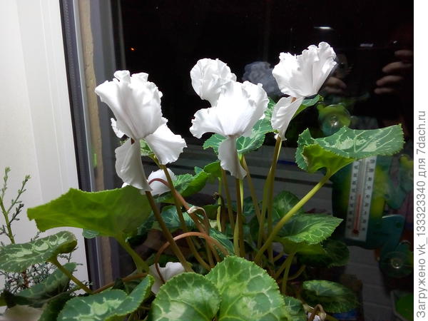 Цикламен бахромчатый персидский Гелиос Восторг Белый