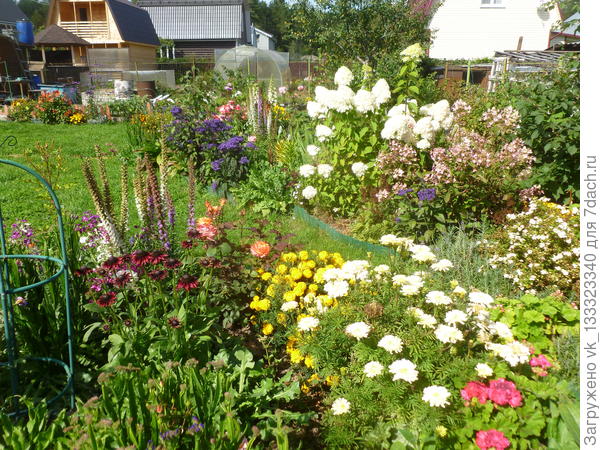 лиатрис в начале сентября