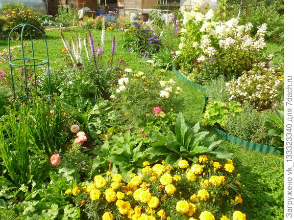 лиатрис в конце августа