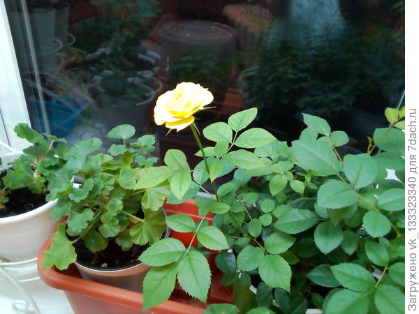 Так выглядит сейчас. При недостатке света немного вытягивается и бледнеет, но весной, думаю, отживеет.