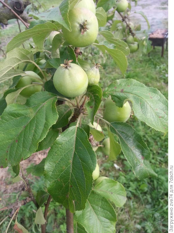 А это норм. яблоки, только больше не растут