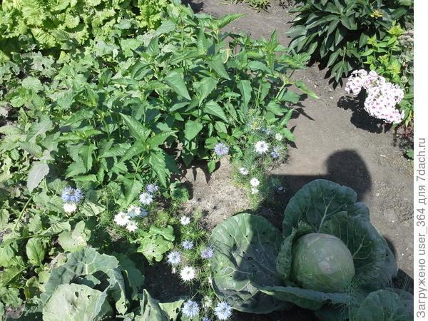 Что за цветок?