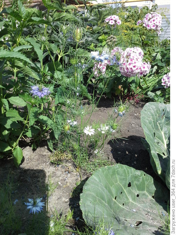 Что за цветок?