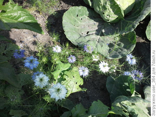 Что за цветок?