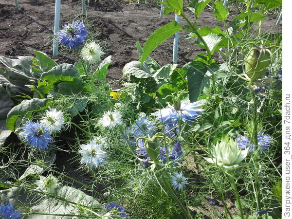 Что за цветок?