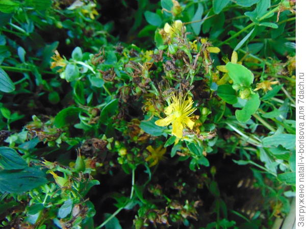 зверобой