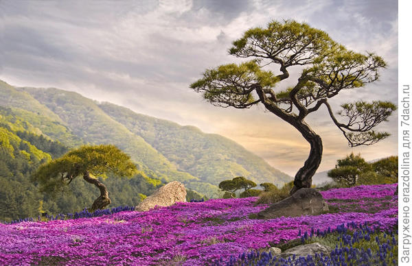 "The garden of morning calm"