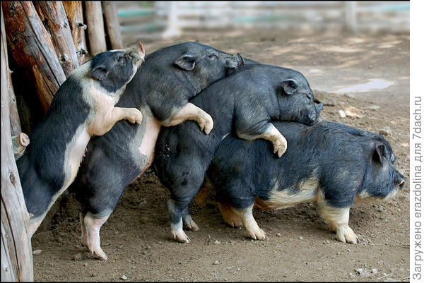 Паровозик :)