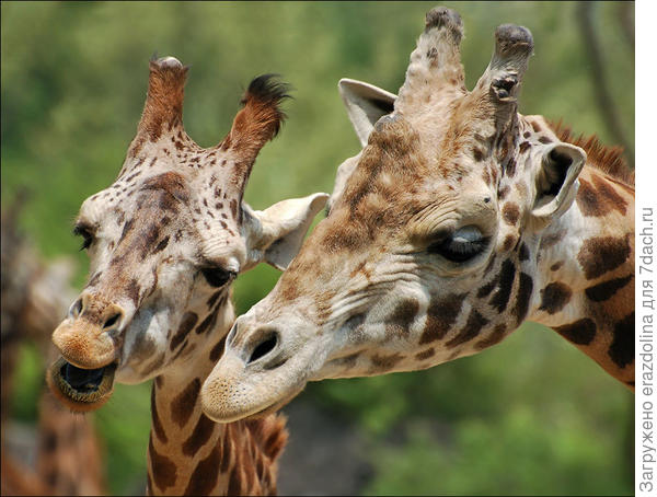 Слова любви