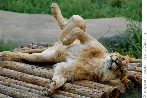 Мы с тобой мечтатели...