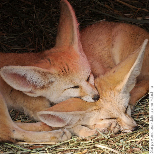 Ушастые лисички