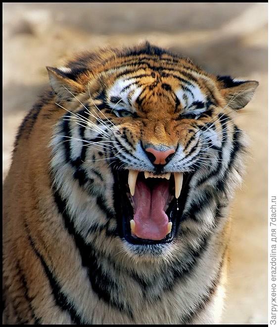 Сытый голодного не разумет