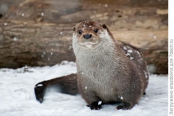Такой редкий снег