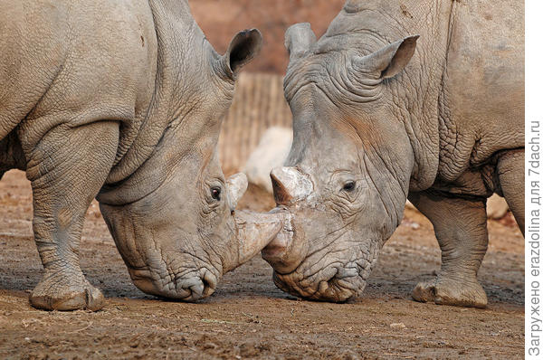 Зачем носорогу рог?