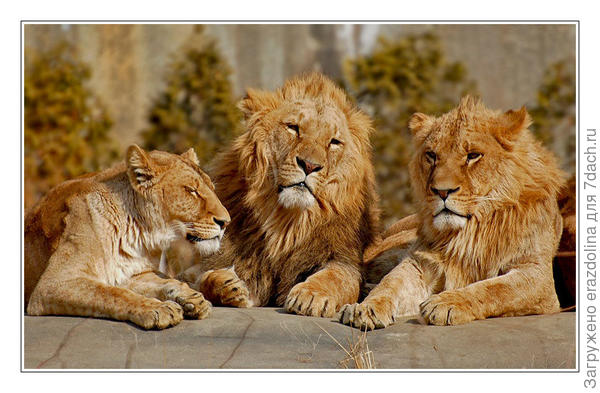 Ялтинская конференция