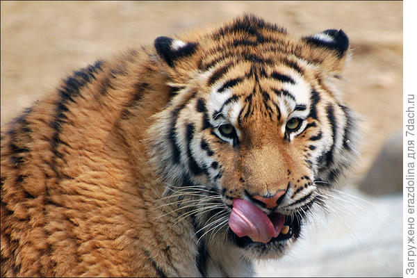 Ну, вообще-то я добрый, когда сытый