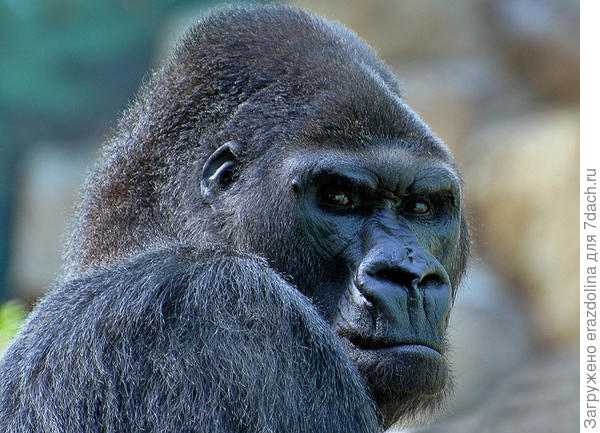 Все бы вам смеяться