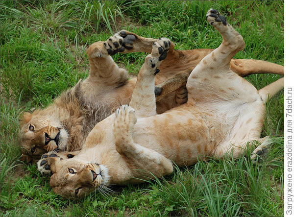 Поиграть мы тоже любим