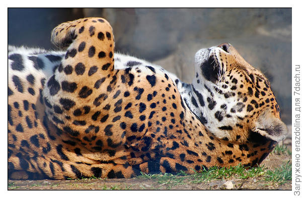 Тише, я сплю