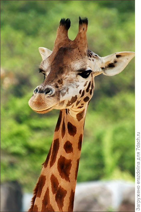 Жираф большой, ему видней