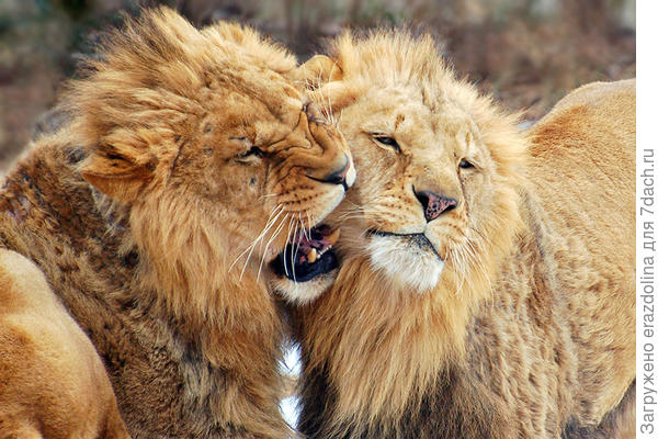 Мы с товарищем