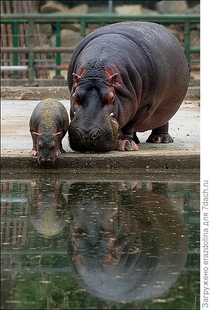 Кто живет в пруду?