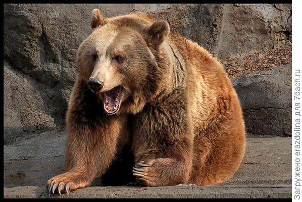 Председатель здесь я!