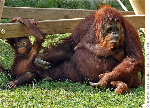 У меня есть дочка