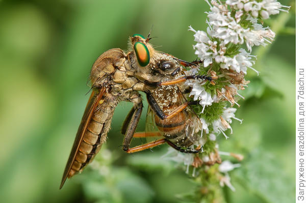 Ктырь и его жертва.