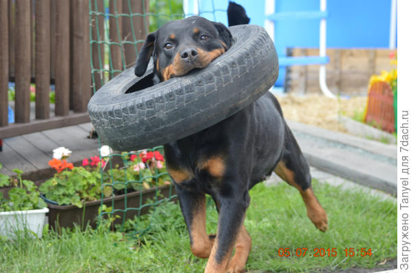 У солидных собак солидные игрушки