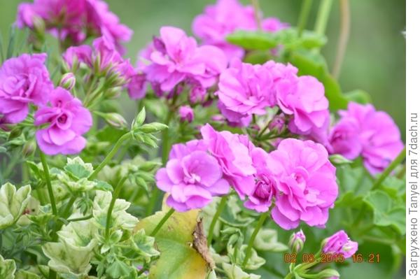 плющелистная пеларгония