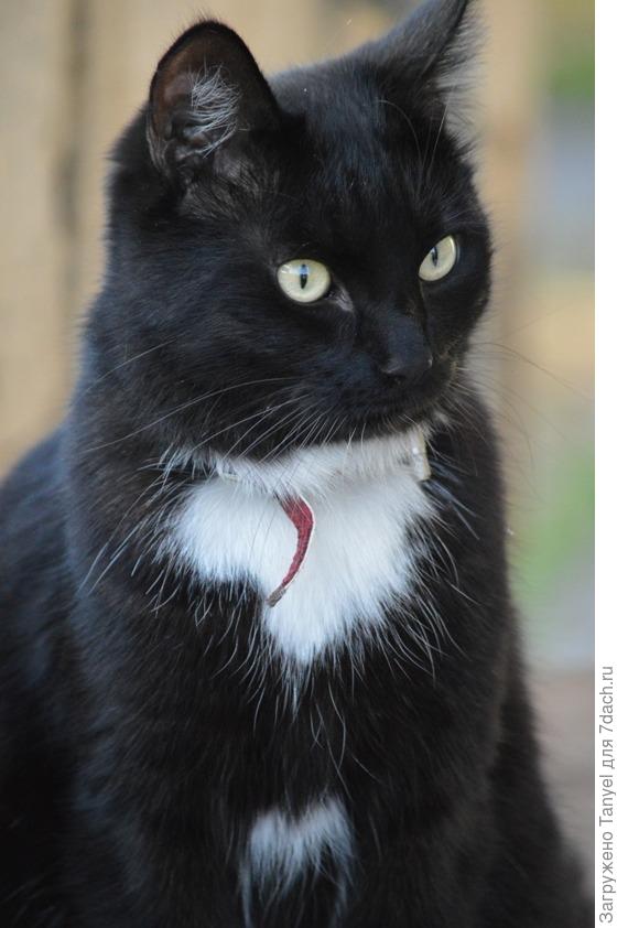 Хозяйским взглядом следит за порядком