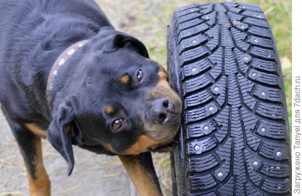 "Моя прелесссть"