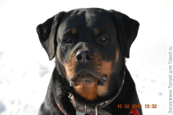 Добрый взгляд мудрой собаки.