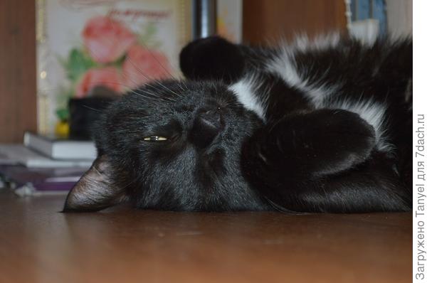 Муррр, я не сплю, я думаю...