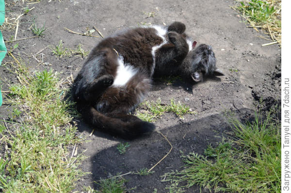 В редкие минуты отдыха любит принять солнечные ванны.