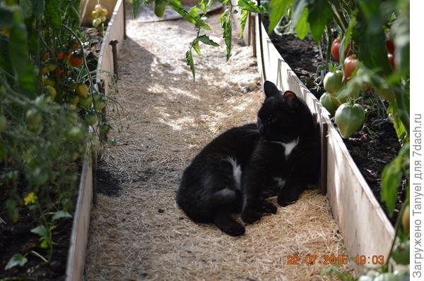 Но не подумайте, Бегемот в саду не только работает, он еще и отдыхает. Любимое место отдыха - теплица.