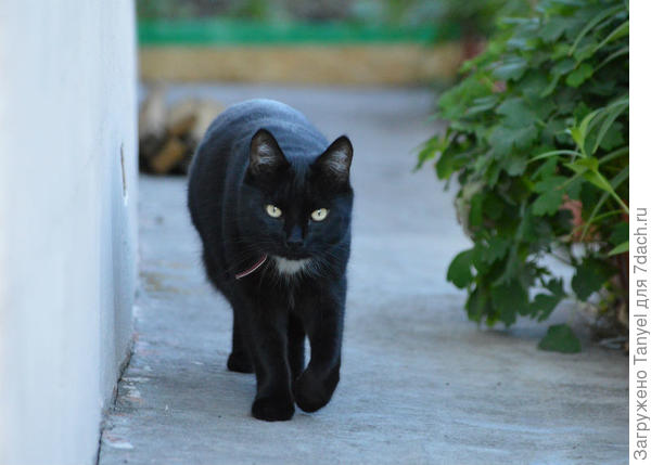 Но долго разлеживаться некогда, нужно заниматься делом. Везде в хозяйстве нужен глаз да глаз... Возвращается с обхода территории.