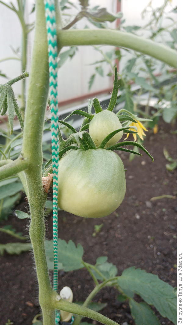 Минусинские стаканы