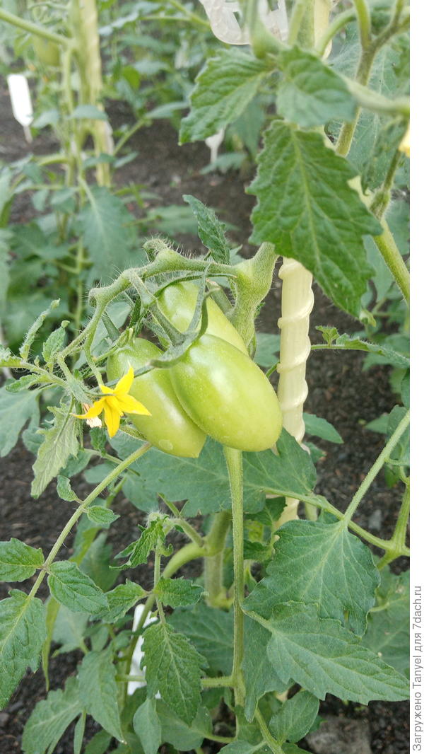 Желтые дрова