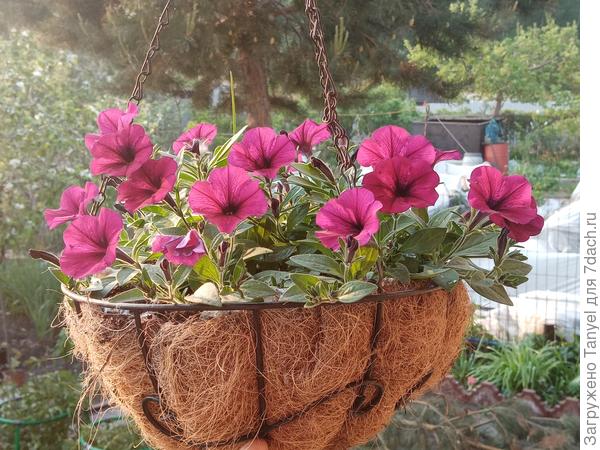 Уже вывесила все кашпо и ящики с цветами.