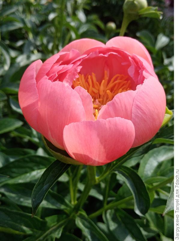 Корал Сенсет